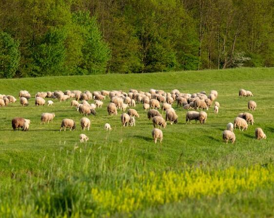 數據顯示目前中國主糧作物收獲已基本實···